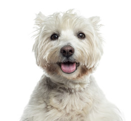 Close-up of a Westhighland WhiteTerrier panting, isolated
