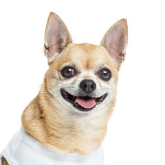 Close up of a dressed up Chihuahua panting, isolated on white