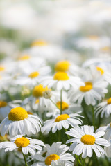 Fototapeta premium background of white flowers