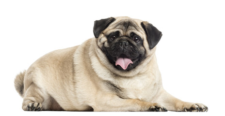 Obraz premium Pug lying and panting, isolated on white