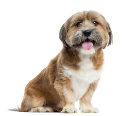 Lhassa apso sitting, panting, isolated on white