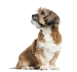 Lhassa apso sitting, looking away, isolated on white