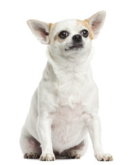 Chihuahua sitting, isolated on white