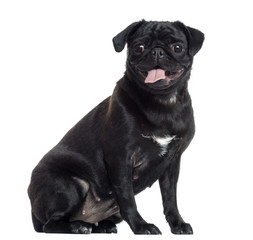 Pug sticking the tongue out, sitting, isolated on white