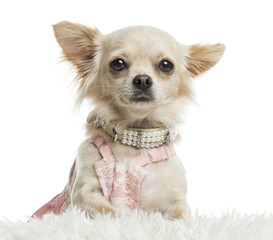Close-up of a dressed up Chihuahua, isolated on white