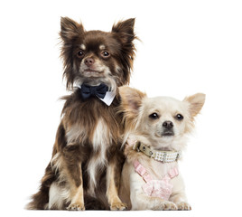 Two dressed up Chihuahuas, isolated on white