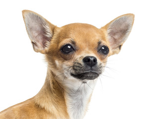 Close up of a Chihuahua, isolated on white