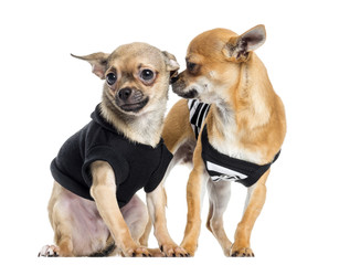 Two dressed up Chihuahuas, isolated on white