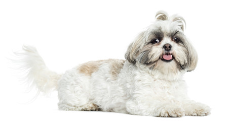 Shih Tzu panting, lying, isolated on white