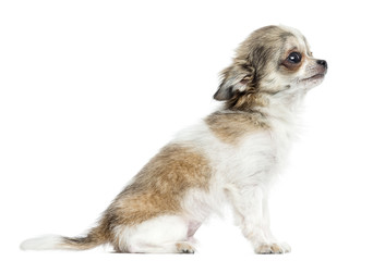 Side view of a Chihuahua puppy, 5 months, isolated on white