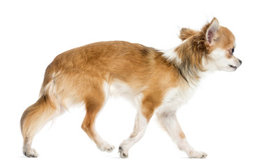 Side view of a Chihuahua walking, isolated on white