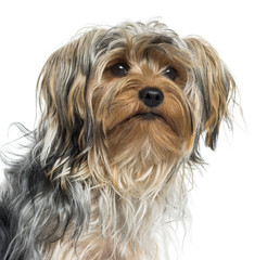 Close up of a Yorkshire, isolated on white