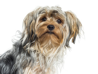 Close up of a Yorkshire, isolated on white