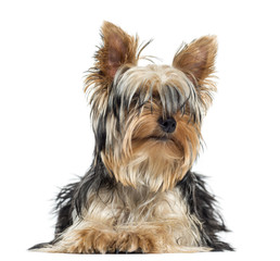 Blind Yorkshire facing, lying, isolated on white