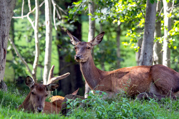 Cervi - Femmina con cerbiatto