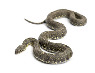 Green Whip Snake, Hierophis viridiflavus, isolated on white