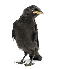 Western Jackdaw, Corvus monedula, isolated