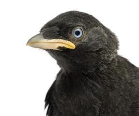 Close up of a Western Jackdaw, Corvus monedula