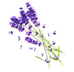 lavender flowers isolated on white