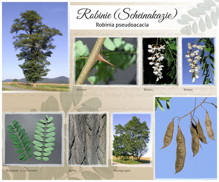 Robinie Collage