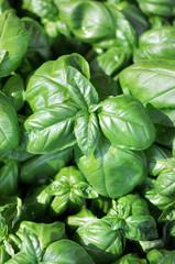 Foglie verdi di basilico fresco, ingrediente del pesto italiano