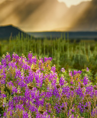 Naklejka premium Lupine Wildflowers at the base of the Teton Mountains