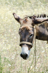 Donkey in the field