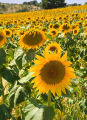 Obraz premium Sunflower field.
