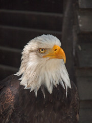 Obraz premium Weißkopf Seeadler