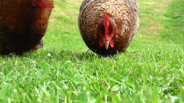 h&uuml;hner picken im gr&uuml;nen gras
