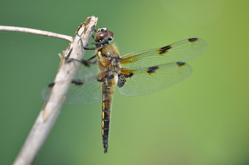 libellula