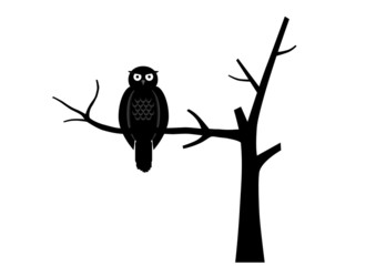 Owl on branch
