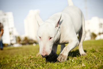 Bull Terrier with Chew Toy in Park