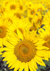 sunflower field