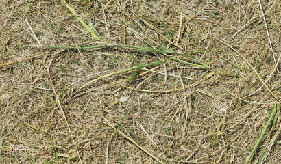 vertrocknetes gras - klima-erwärmung - ausgebrannt