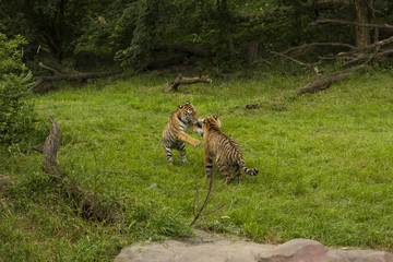 Amur Tigers
