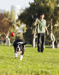 Naklejka na ściany i meble Border Collie Catching Dog Ball Toy at Park