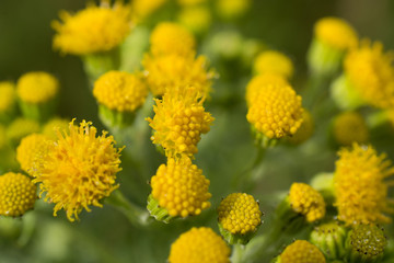 Dune ragwort in bloom.
