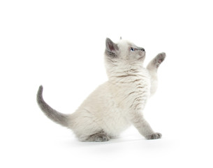 Cute kitten playing on white