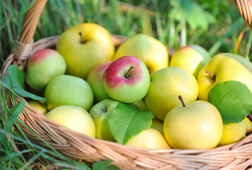 Healthy Organic Apples in the Basket