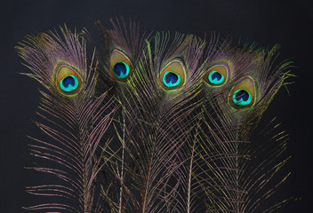 Obraz premium Peacock feathers on black background