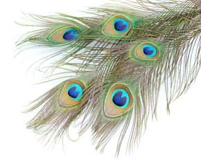 Peacock feathers on white background close-up