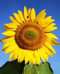 Naklejka premium Blüte der Sonnenblume