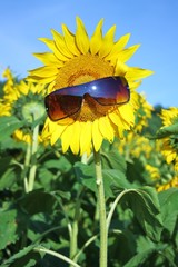 fröhliche Sonnenblume