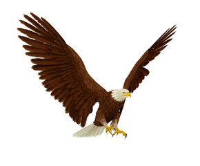 eagle fly