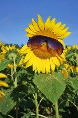 Sonnenblume