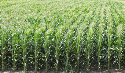 Agriculture, green corn field in early summer