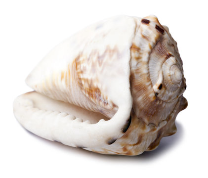 Conch Shell - Backside Diagonal