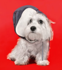 Maltese dog in a cap - obrazy, fototapety, plakaty