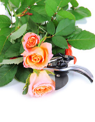 Garden secateurs and roses isolated on white